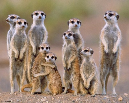 Image result for suricato vigilando