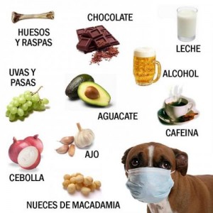 alimentos que no deben comer los perros