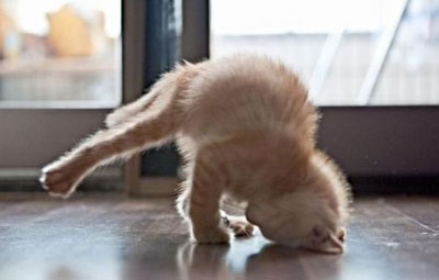 gato-yoga
