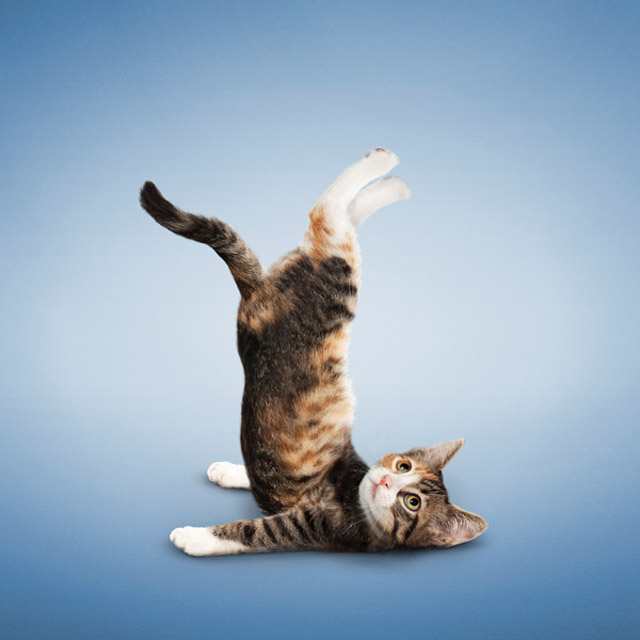 Yoga para gatos: Imágenes divertidas de posturas de gatos