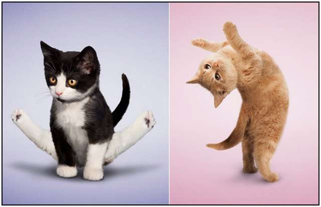 Yoga para gatos: Imágenes divertidas de posturas de gatos