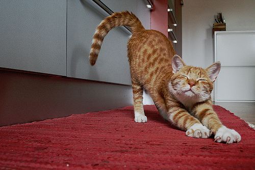 yogastretching-cat