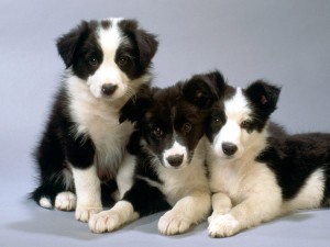 Black and White Border Collie Pups