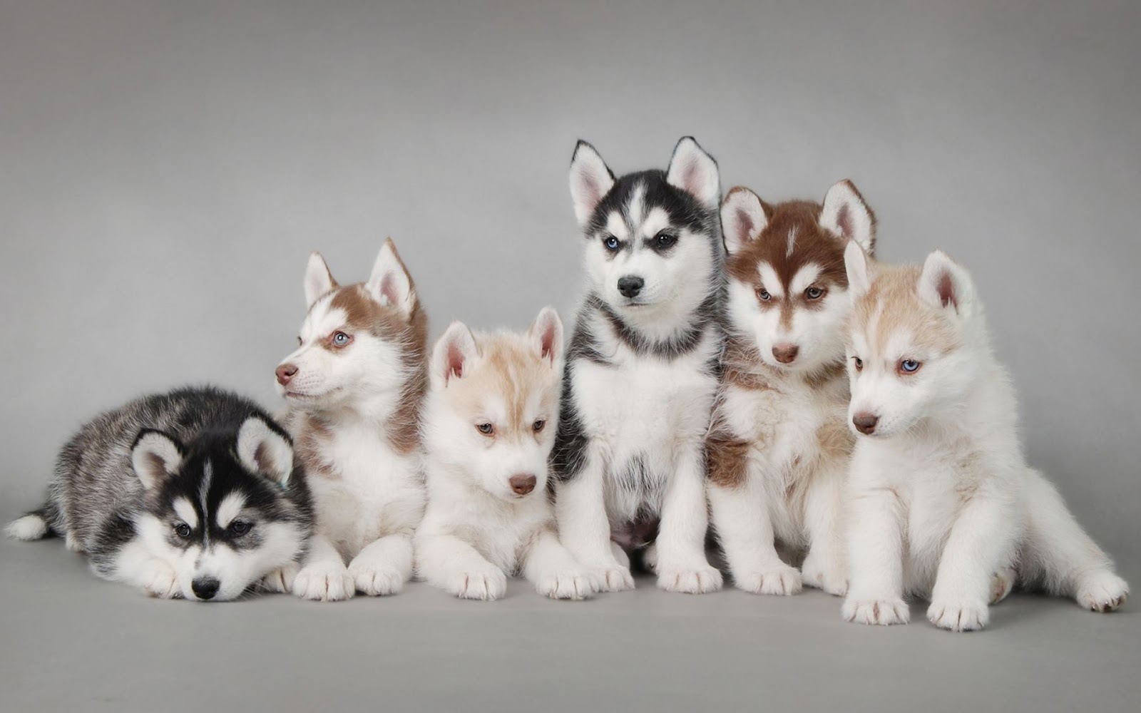 Cachorros-Husky_Imagenes-de-Mascotas