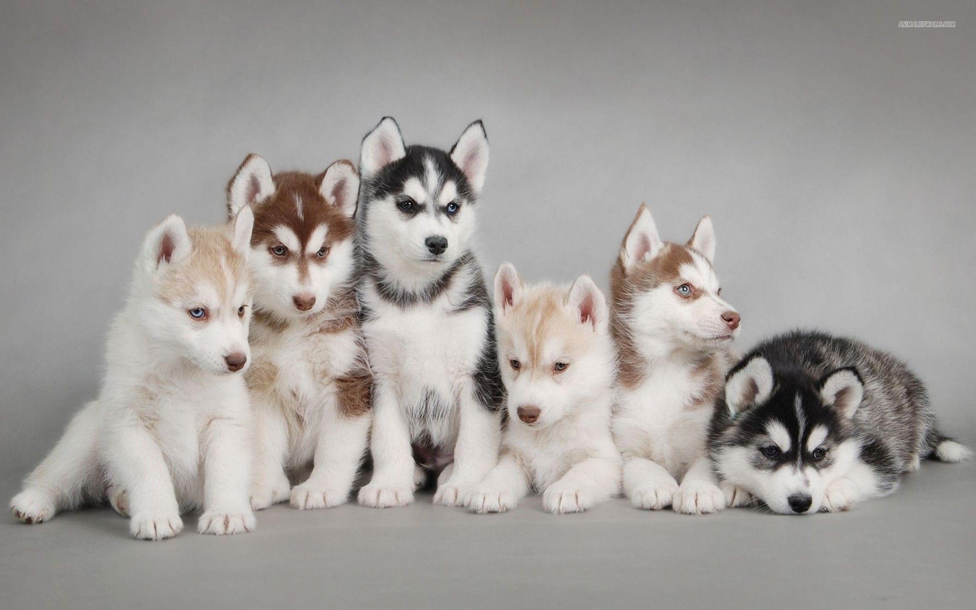Husky-Puppies-You-Should-Know