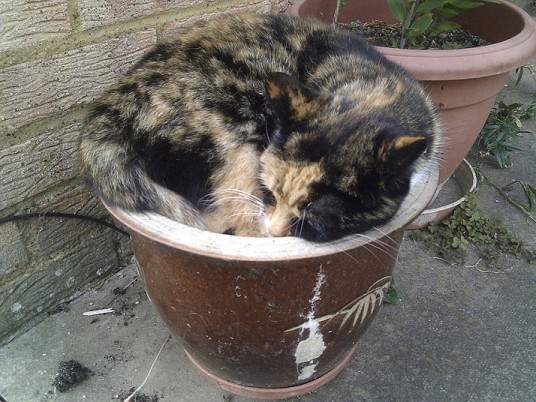gatto-dentro-vaso