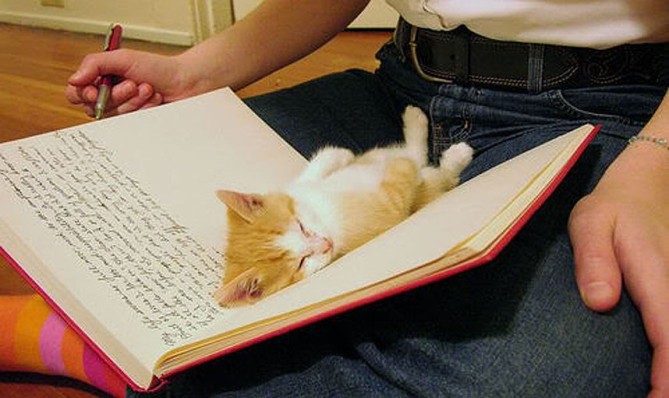 gatto-dorme-su-un-libro