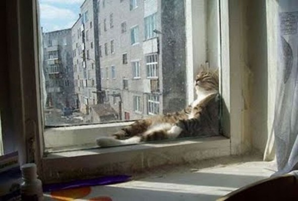 gatto-sulla-finestra-che-dorme