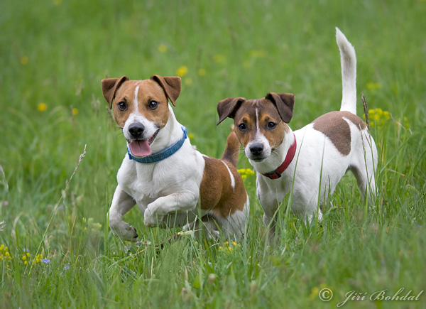 jack-russell-terrier-100305