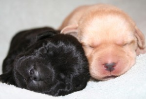 Consejos-para-cuidar-de-los-cachorros-recién-nacidos-de-Labrador-Retriever
