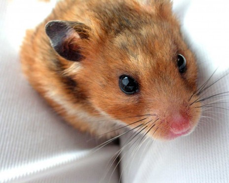 animalperrosfondos-escritorio-mascotas-hamster