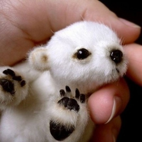 mascotas bebesosito polar