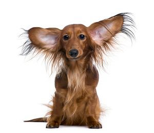 comunicacion-acustica-perros