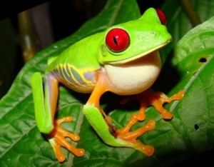 rana-arboricola-ojos-rojos1