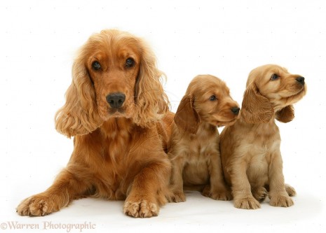 Cocker-Spaniel-and-pups-white-background