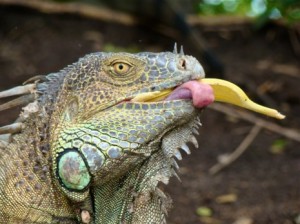 iguana-comiendo