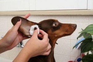 limpiar-orejas-de-perros