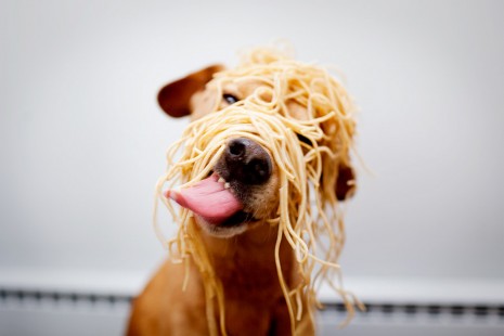 perro-comiendo-pasta