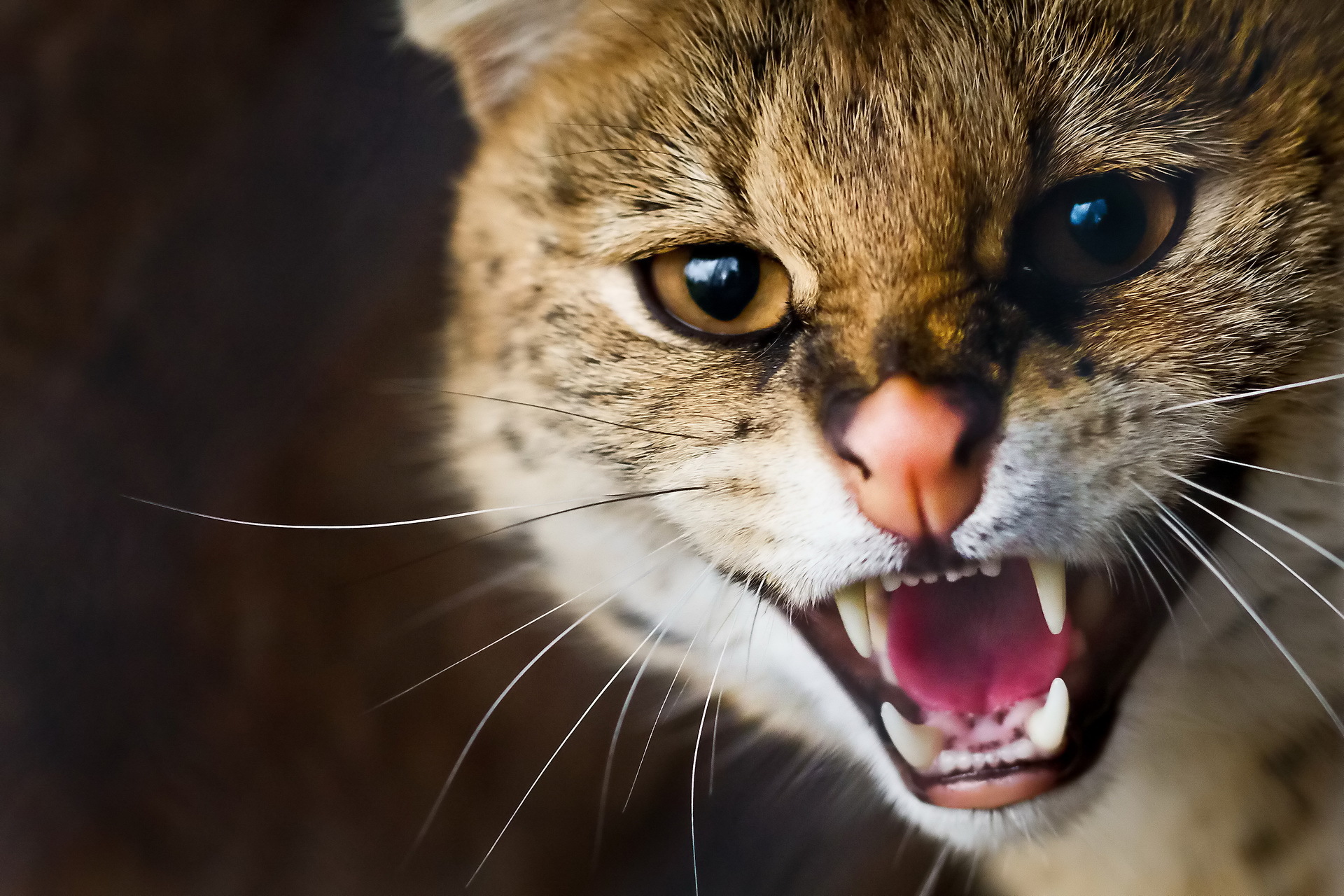 bigoteserval-wildcat-muzzle-whiskers-teeth
