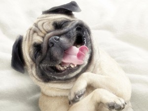 fotos-de-sonrisas-de-perros