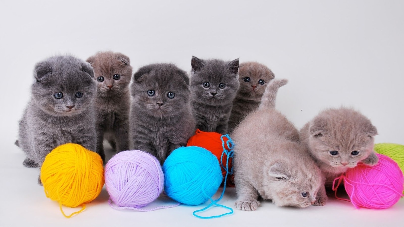 gatitos-jugando-con-las-bolas-de-estambre-suaves-y-calientitas-