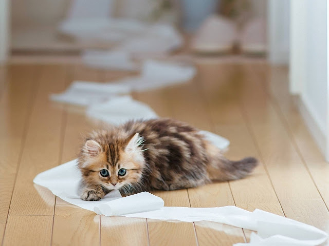 gatitos-jugando-con-papel
