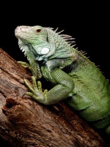 green-iguana_563_600x450