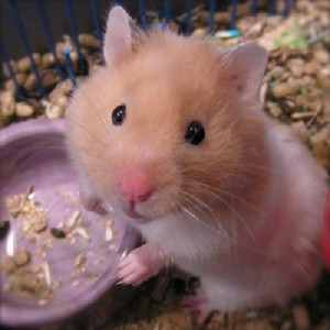 hamster1