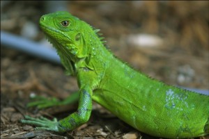 iguana 4