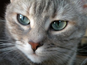 Gato-de-ojos-grises