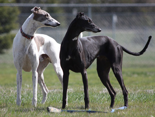Sage & Annie Greyhounds
