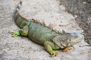green_iguana_2