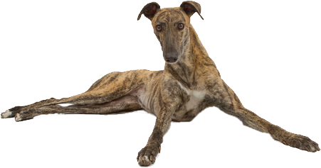 greyhound-bottom