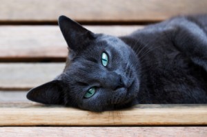 Consejos-para-tratar-la-depresión-en-los-gatos-depresión-felina-300x199