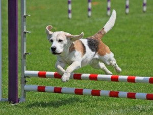 agility-perros-barcelona