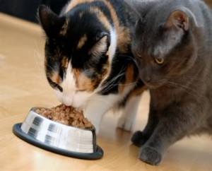 dieta-para-gatos1