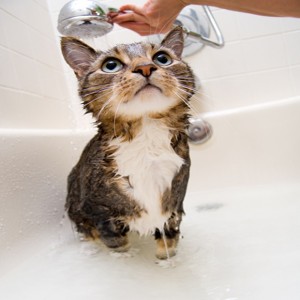 gato-baño