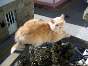 gato-en-balcon