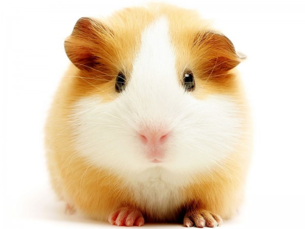hamster-mascota