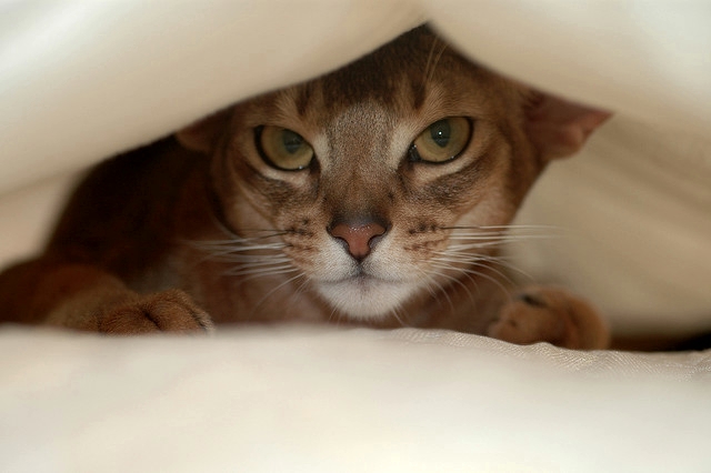Cat-hiding-under-blanket