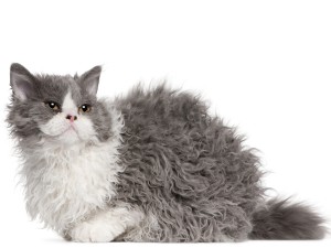 Selkirk Rex kitten, 5 months old, sitting in front of white background