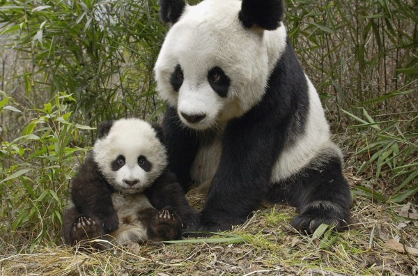Giant Panda Mother and Cub, Molong Nature Reserve, China