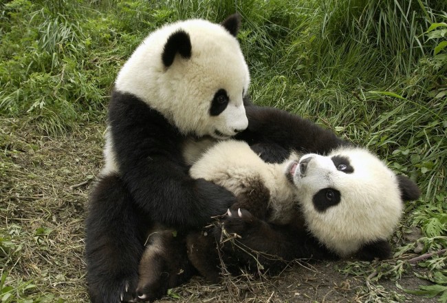 Playful Pandas