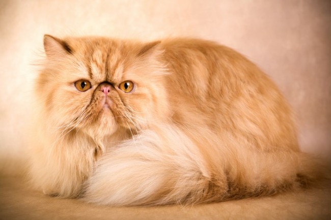 caring-for-a-persian-cat-factors-to-consider-51e6f7f55ef27