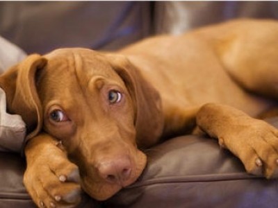 cute-vizsla-puppy-apossibly-the-perfect-pet------the-story-of-the-vizsla--wags-whiskers-a5tctsgk