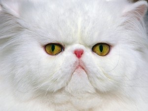 gato-persa-blanco