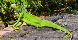iguana-comportamiento