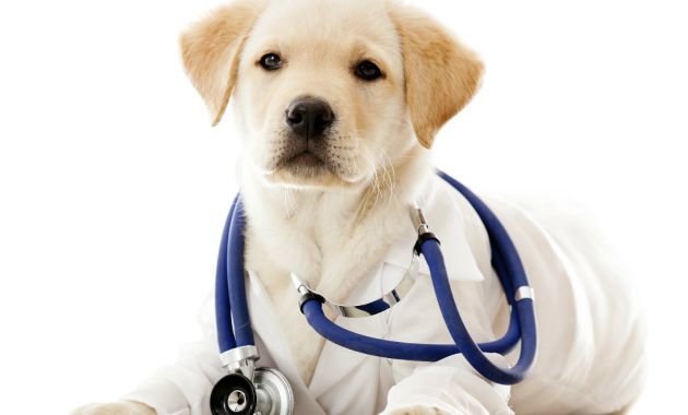 los-perros-pueden-detectar-enfermedades-en-las-personas-