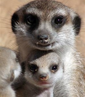 madre-suricata