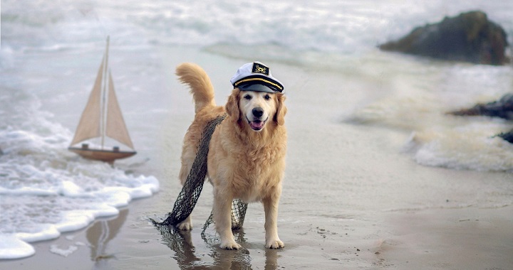 mascotasconsejos-perro-playa